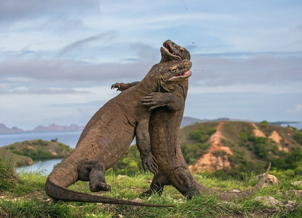 2 komodo dragons